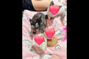Compra - Venta Sin datos  VENDO ULTIMA GATITA PERSA